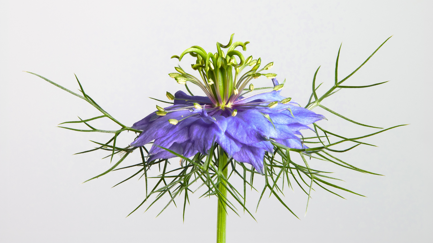 The Benefits of Black Seed (Nigella)